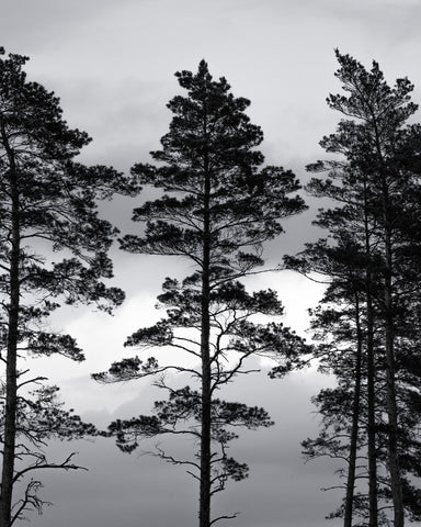 Nordic Pine Silhouettes