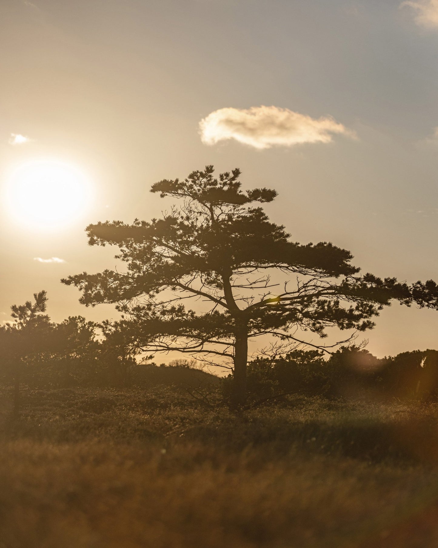 Dune Tree Sunset