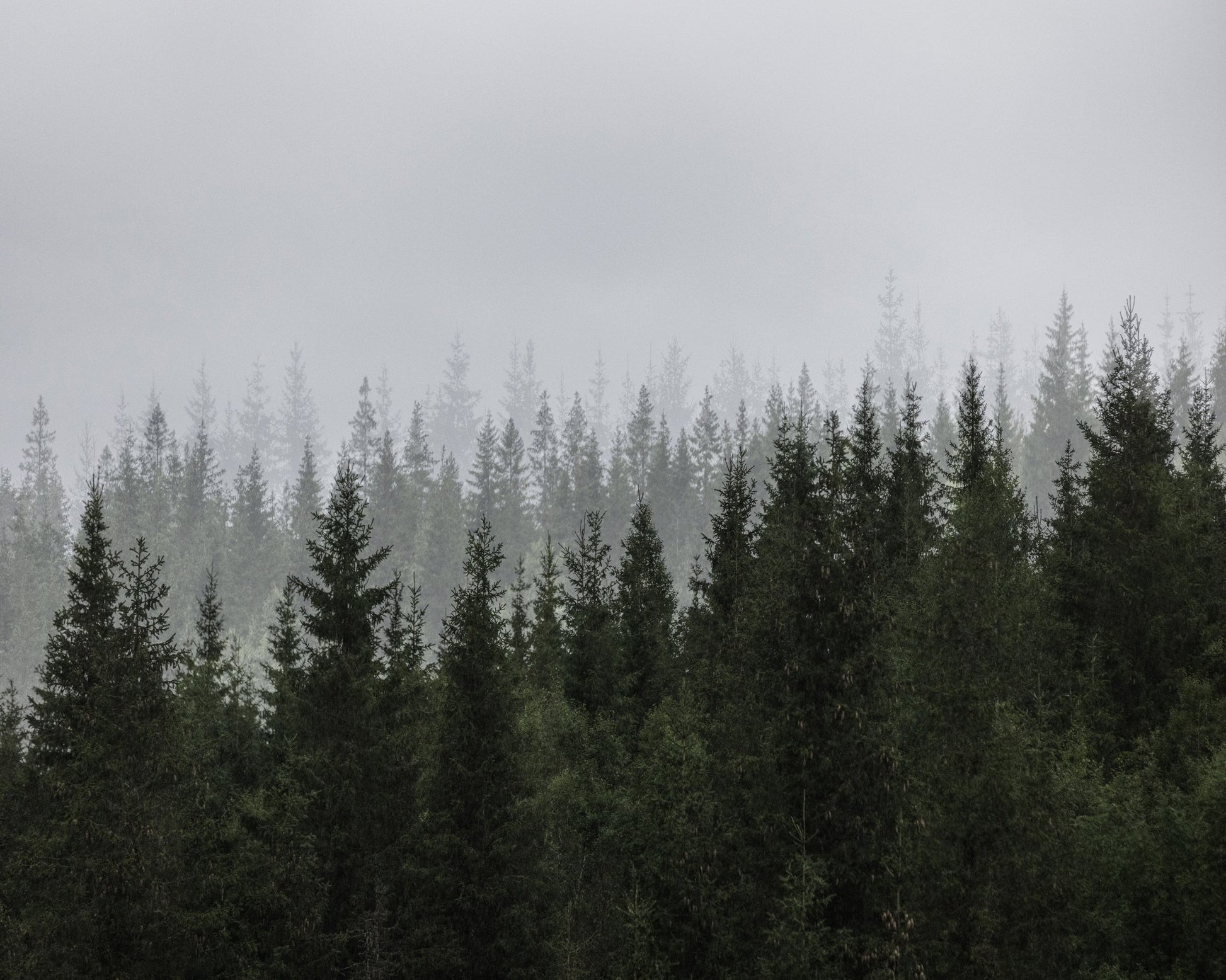 Misty Pine Forest No1