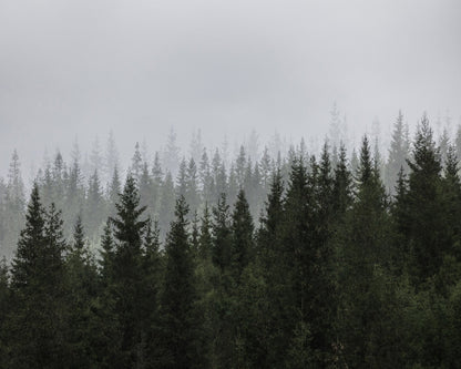 Misty Pine Forest No1
