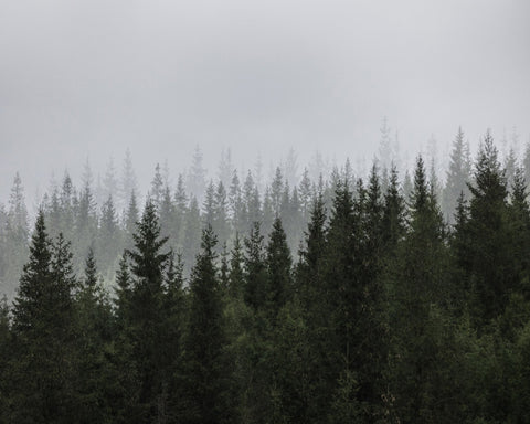 Misty Pine Forest No1