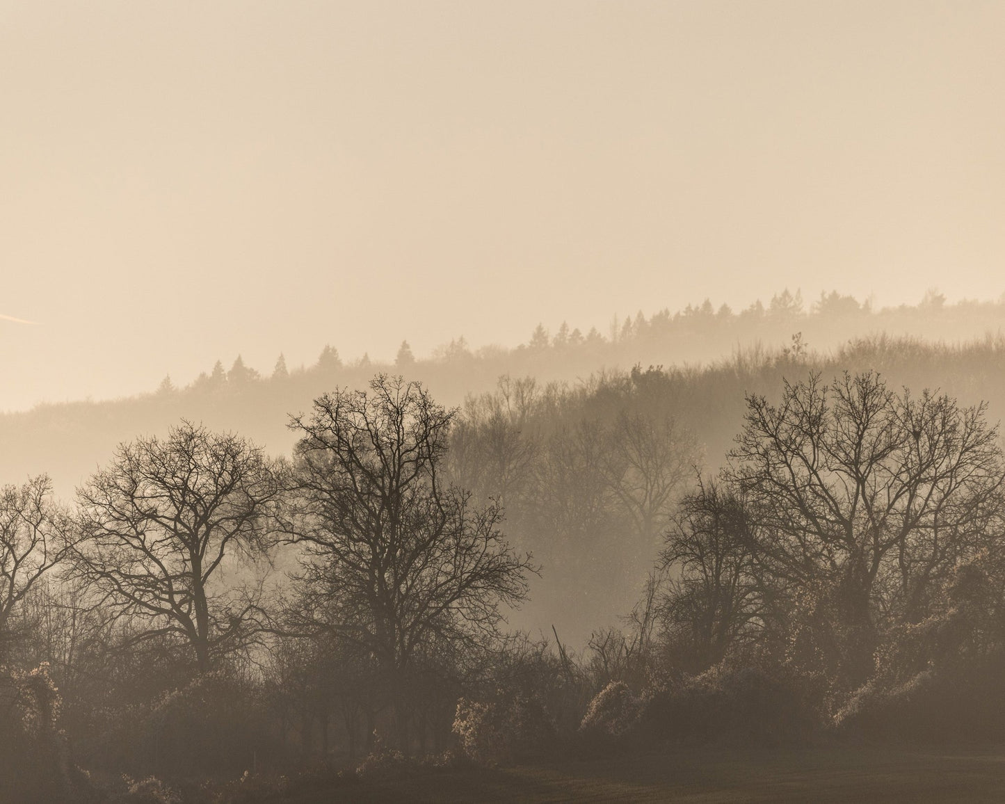 Misty Horizon Trees