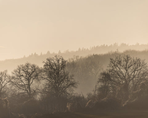 Misty Horizon Trees