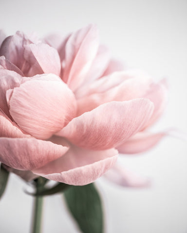 Blush Peony Bloom No1