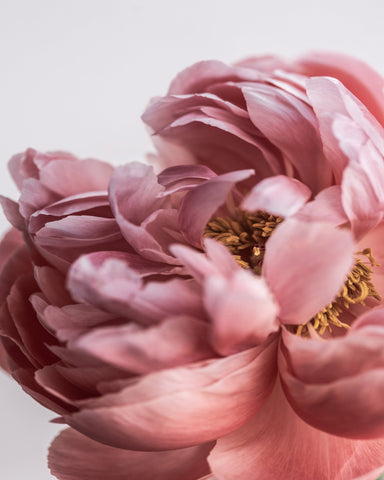 Soft Pink Peony No1