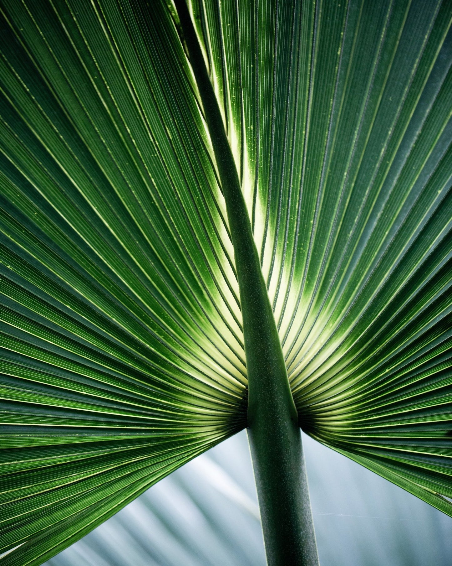Radiant Palm Leaf No2