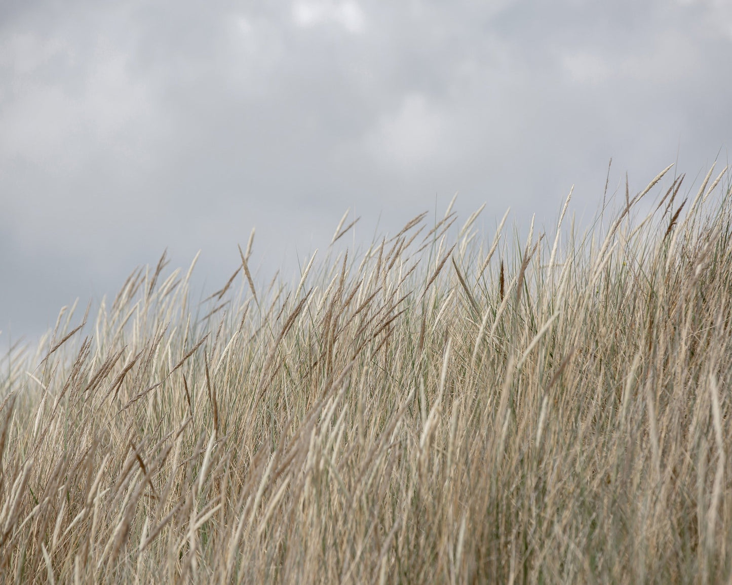 Windy Dune Grass