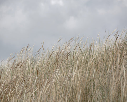 Windy Dune Grass