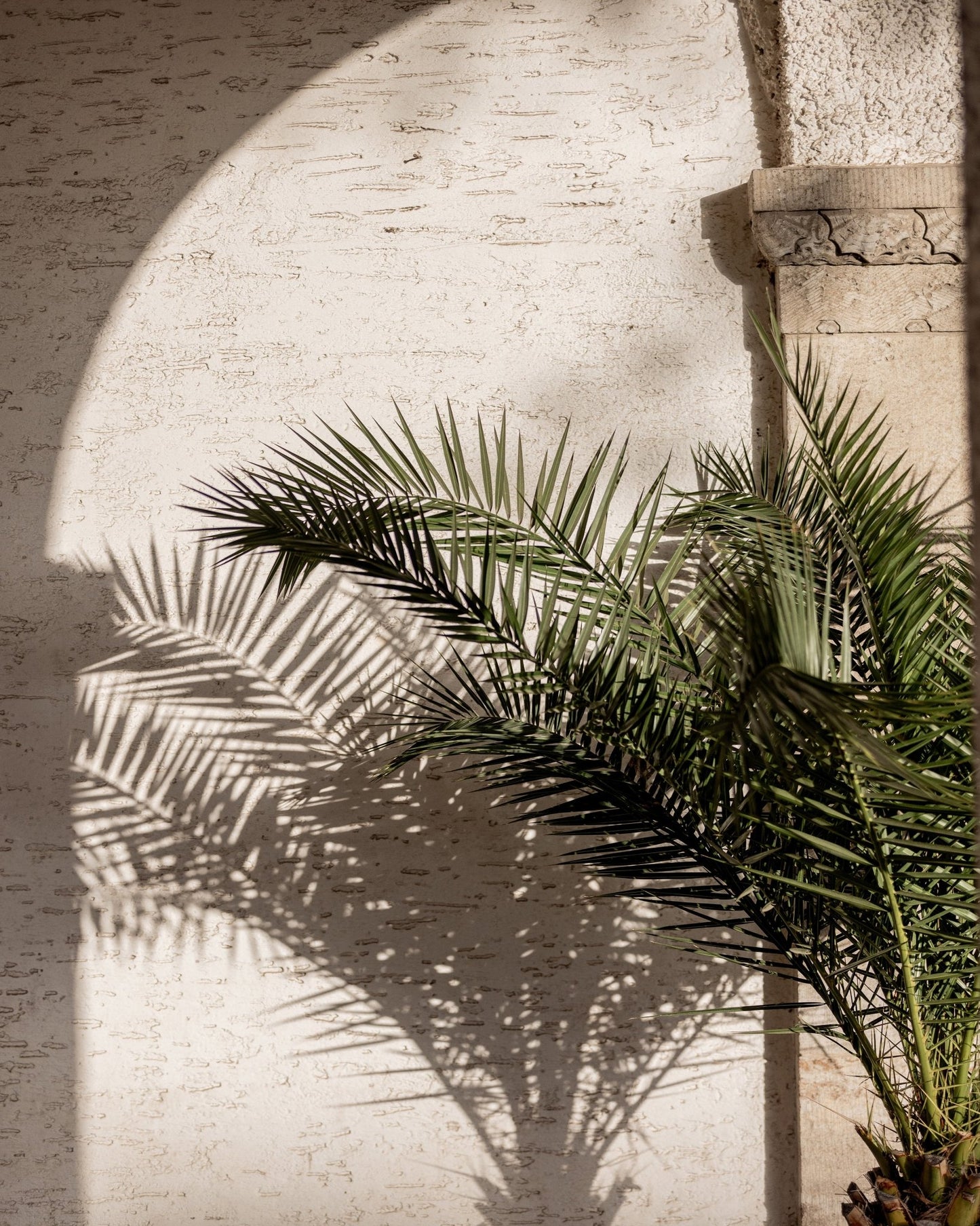 Palm Shadow Arch