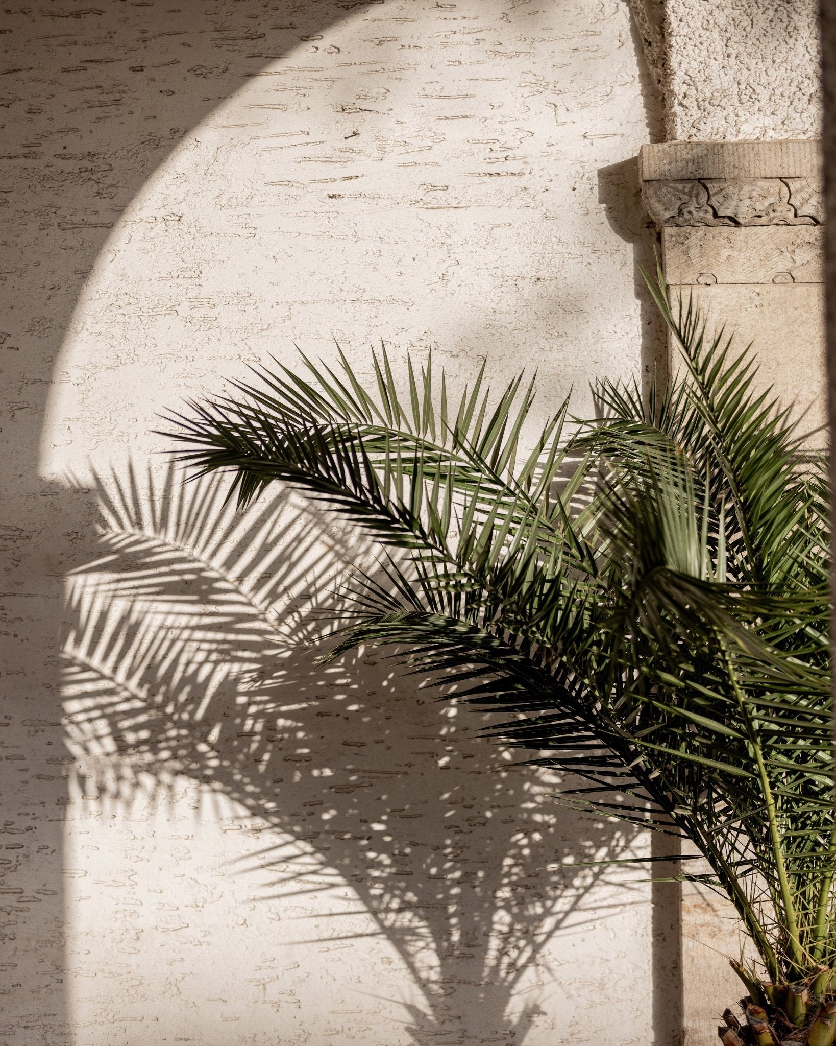 Palm Shadow Arch