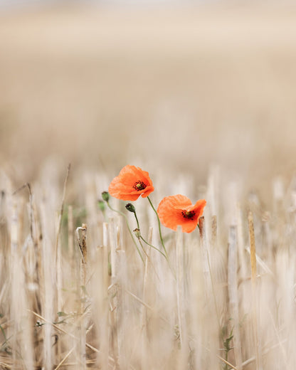 Wild Poppy Pair