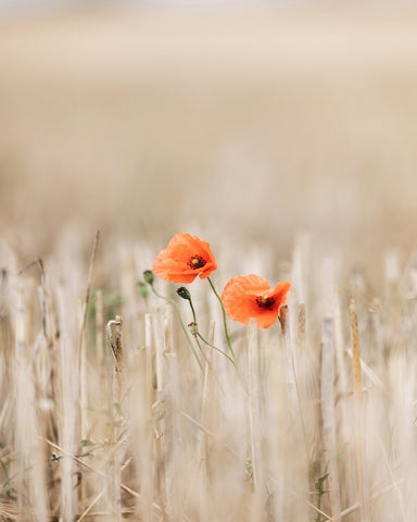 Wild Poppy Pair