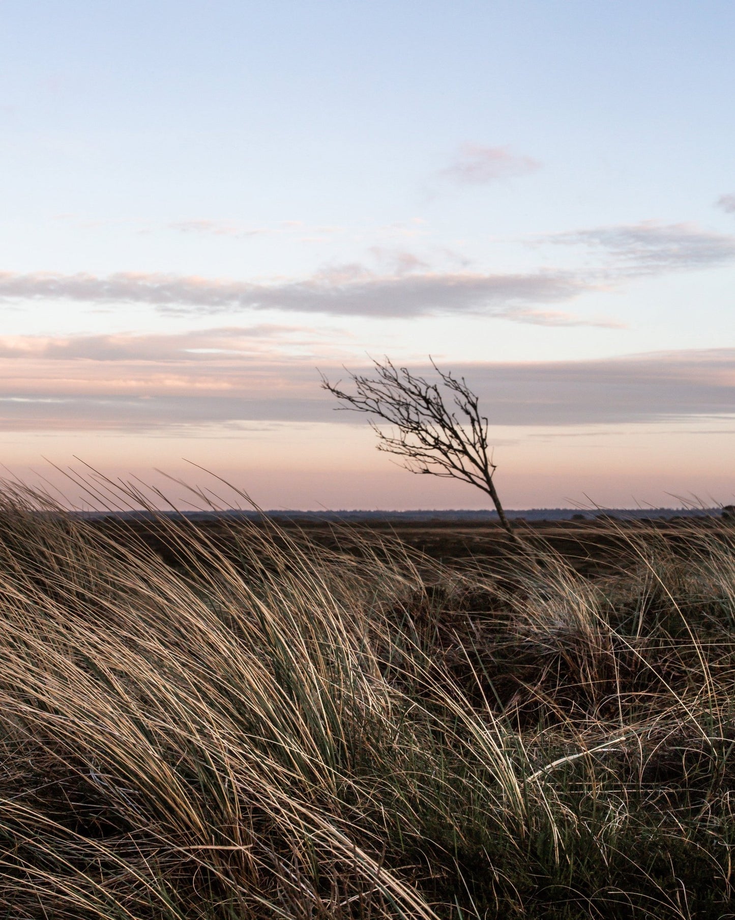 Coastal Wind Tree