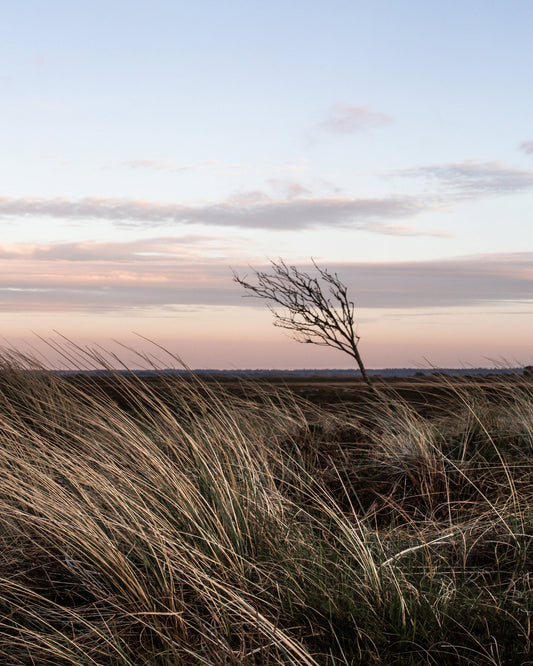 Coastal Wind Tree
