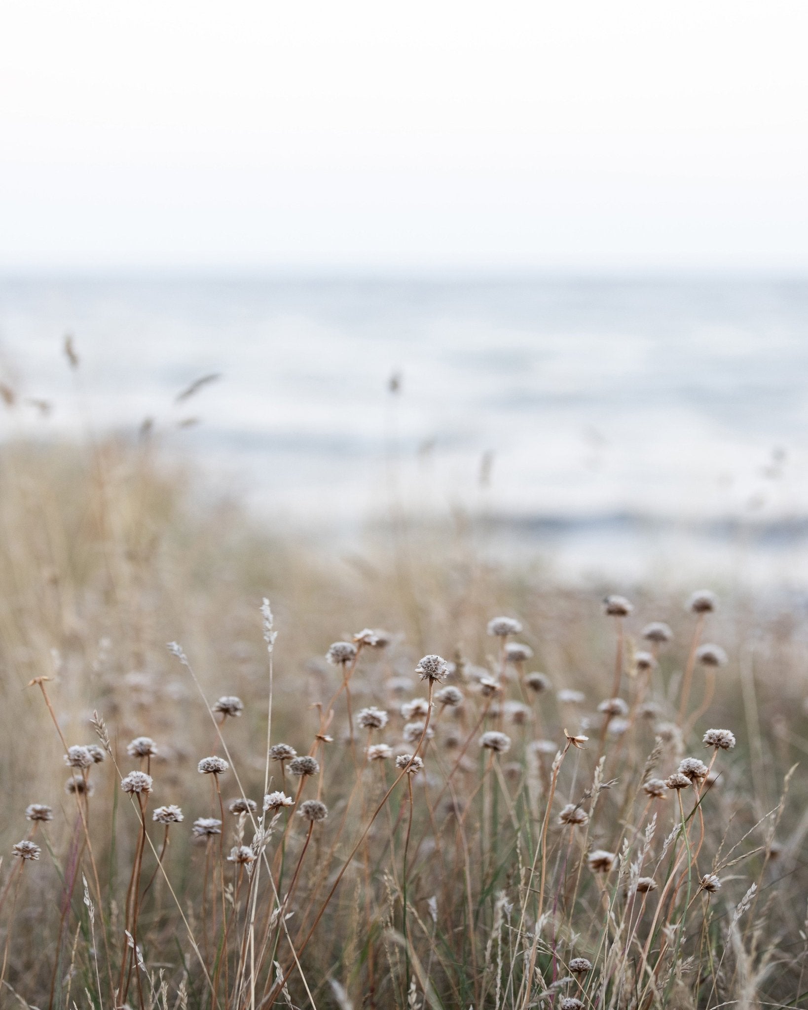 Coastal Grass Calm