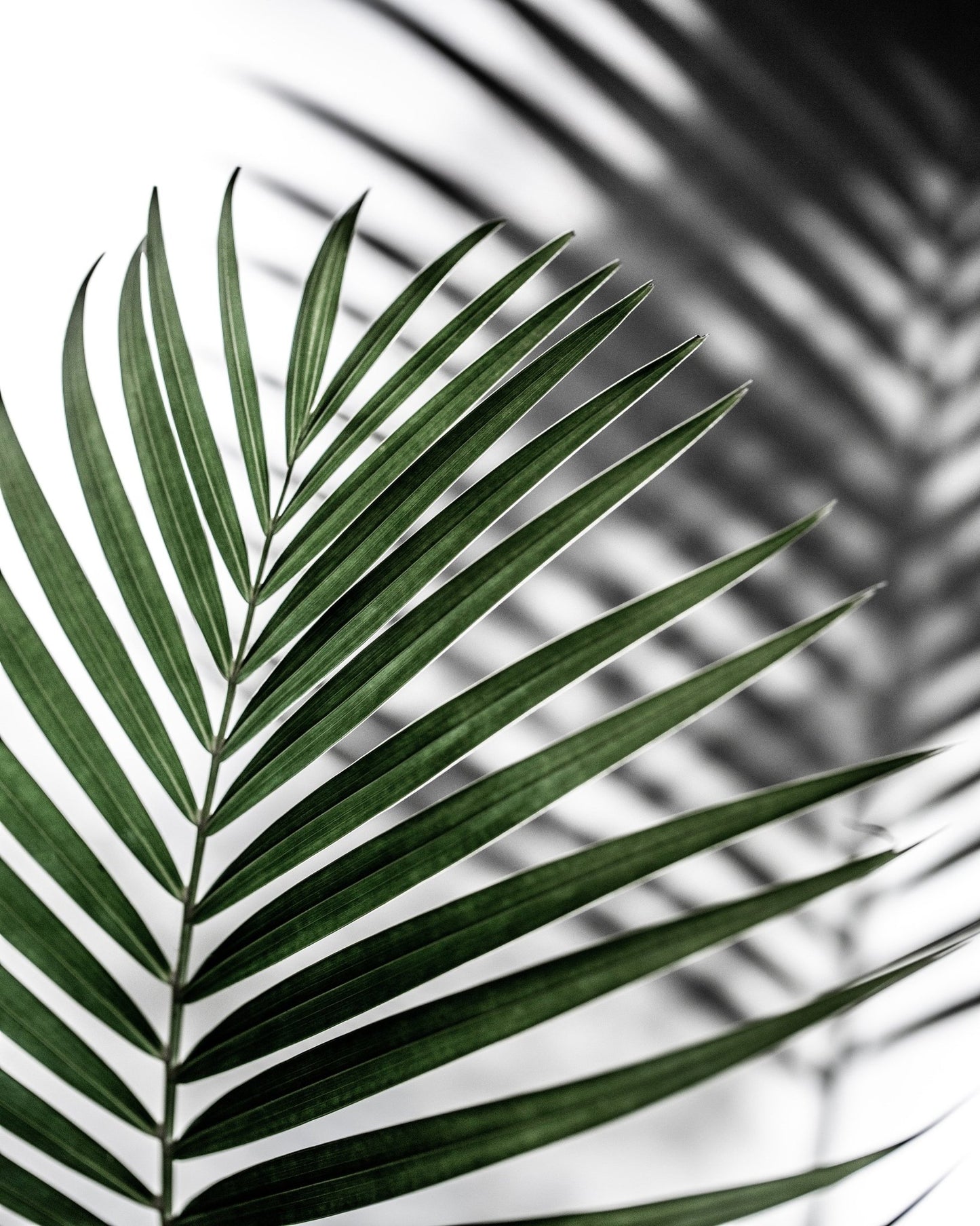 Palm Leaf Shadow