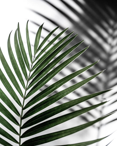 Palm Leaf Shadow