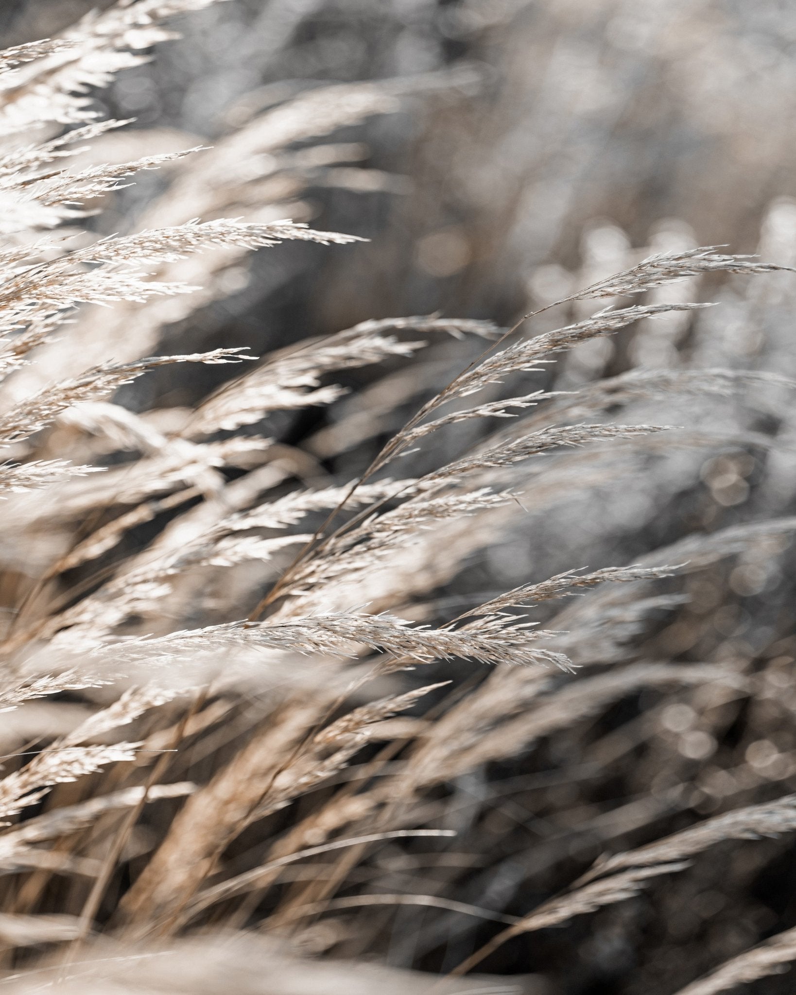 Golden Field Grass