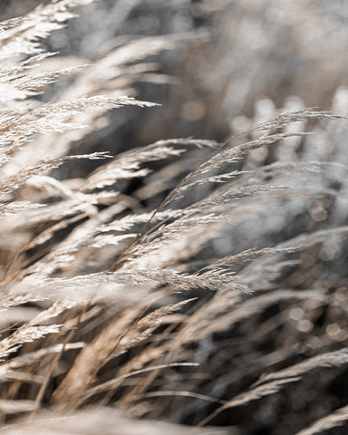 Golden Field Grass