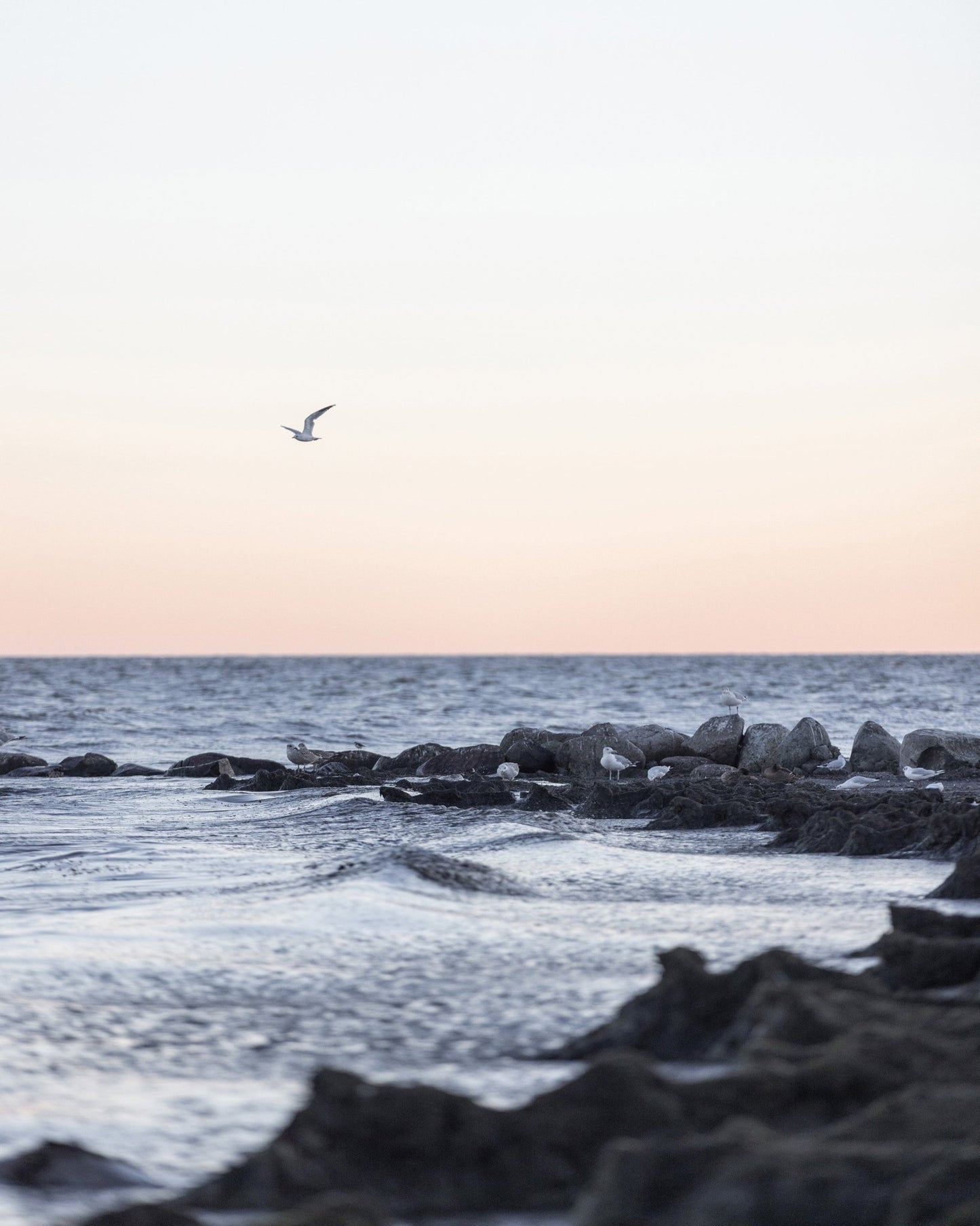 Coastal Birds