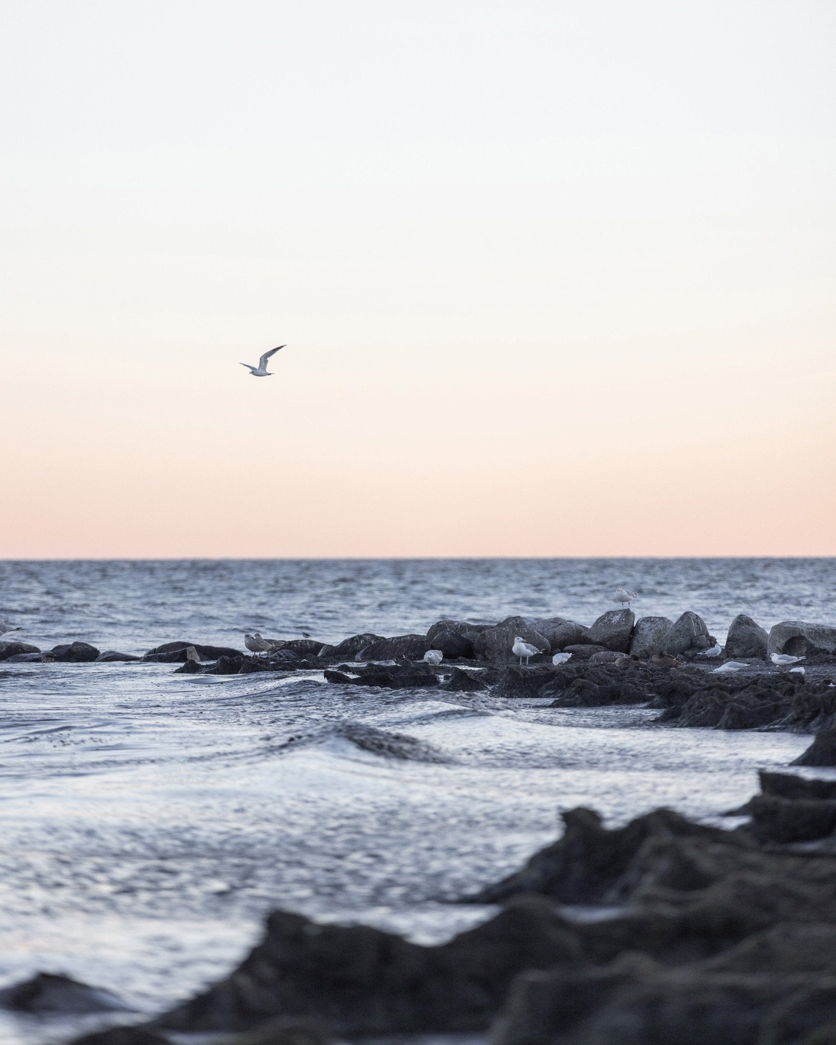 Coastal Birds