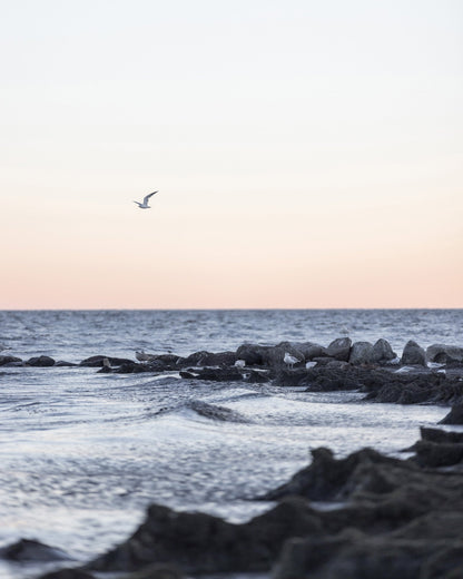 Coastal Birds