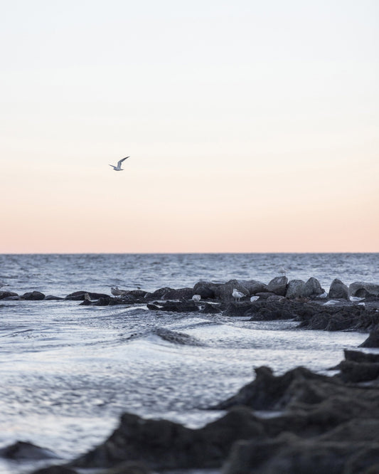 Coastal Birds