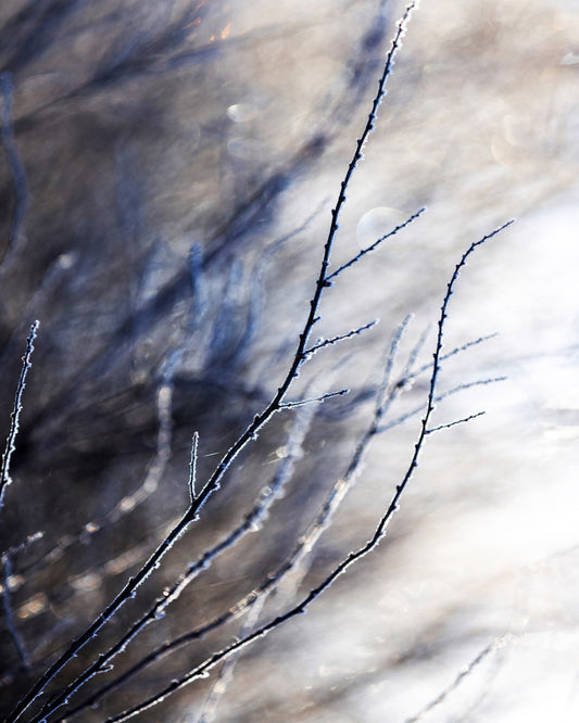 Frosted Branches