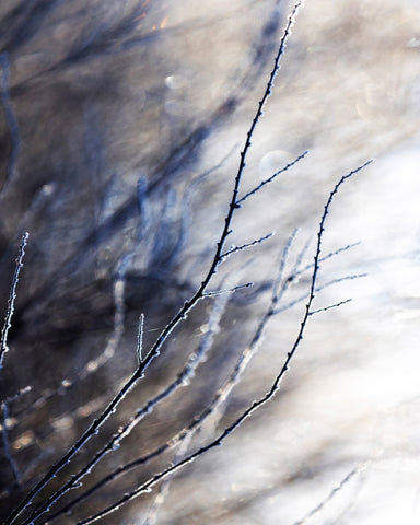 Frosted Branches