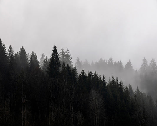 Misty Forest No2