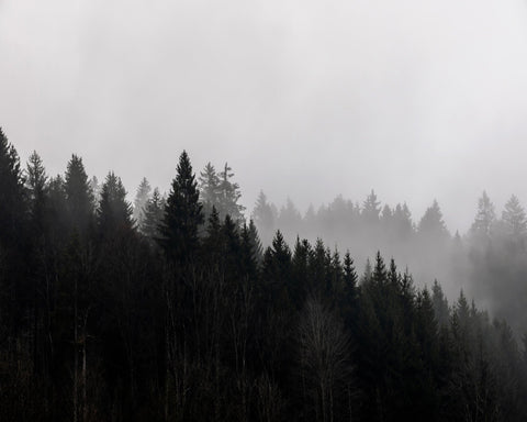 Misty Forest No2