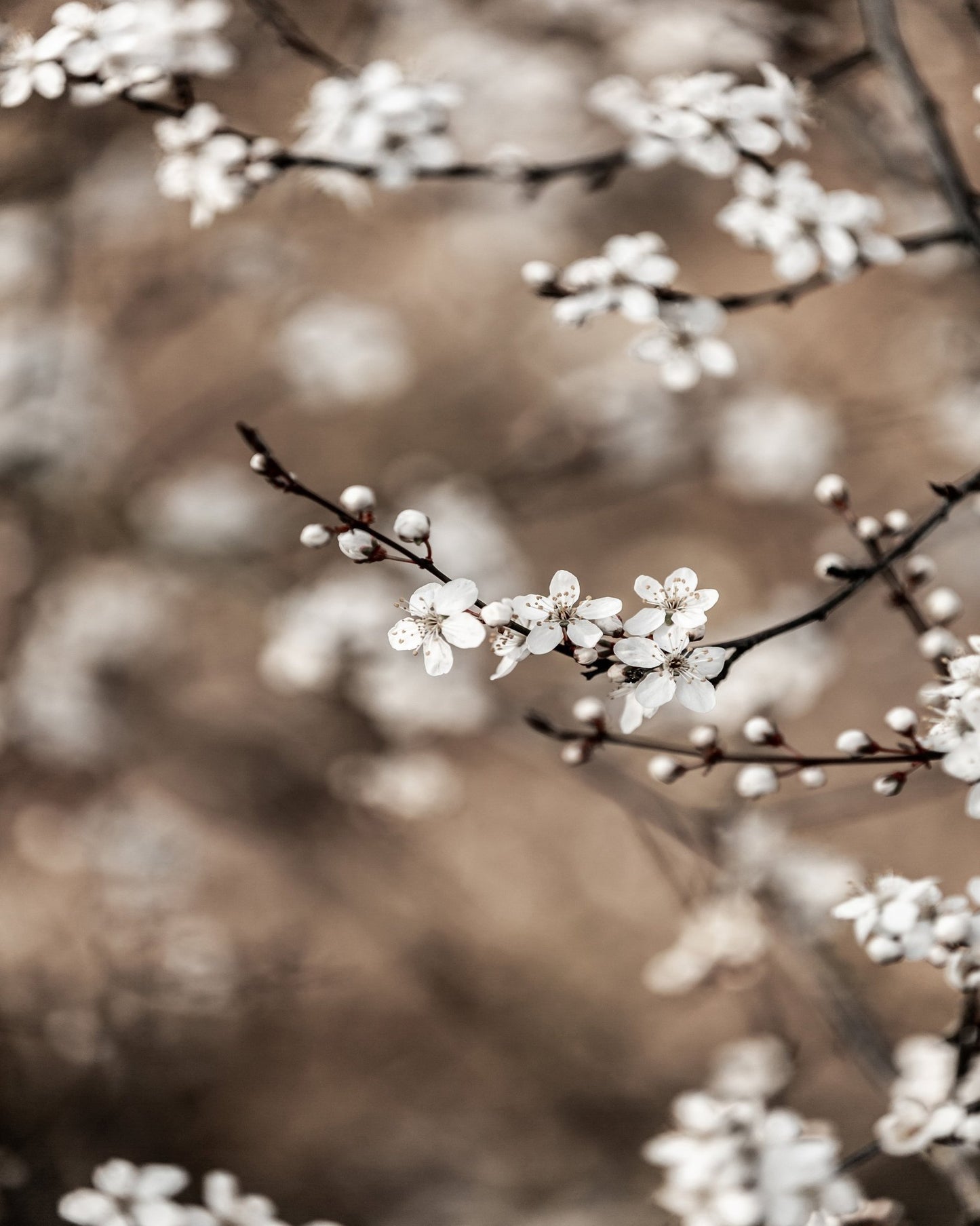 Soft Spring Blossoms No1