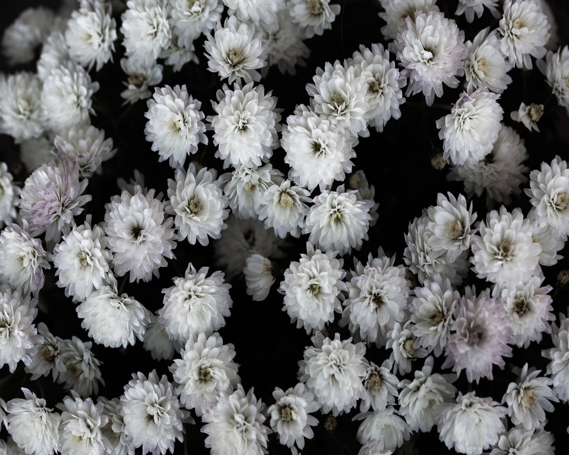 White Blossom Cluster