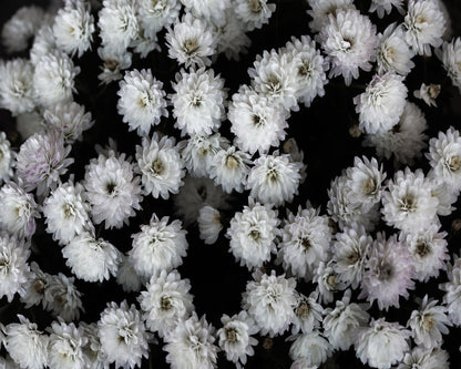 White Blossom Cluster