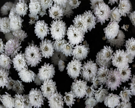 White Blossom Cluster