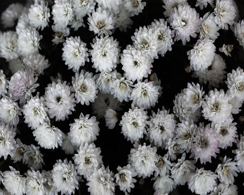 White Blossom Cluster