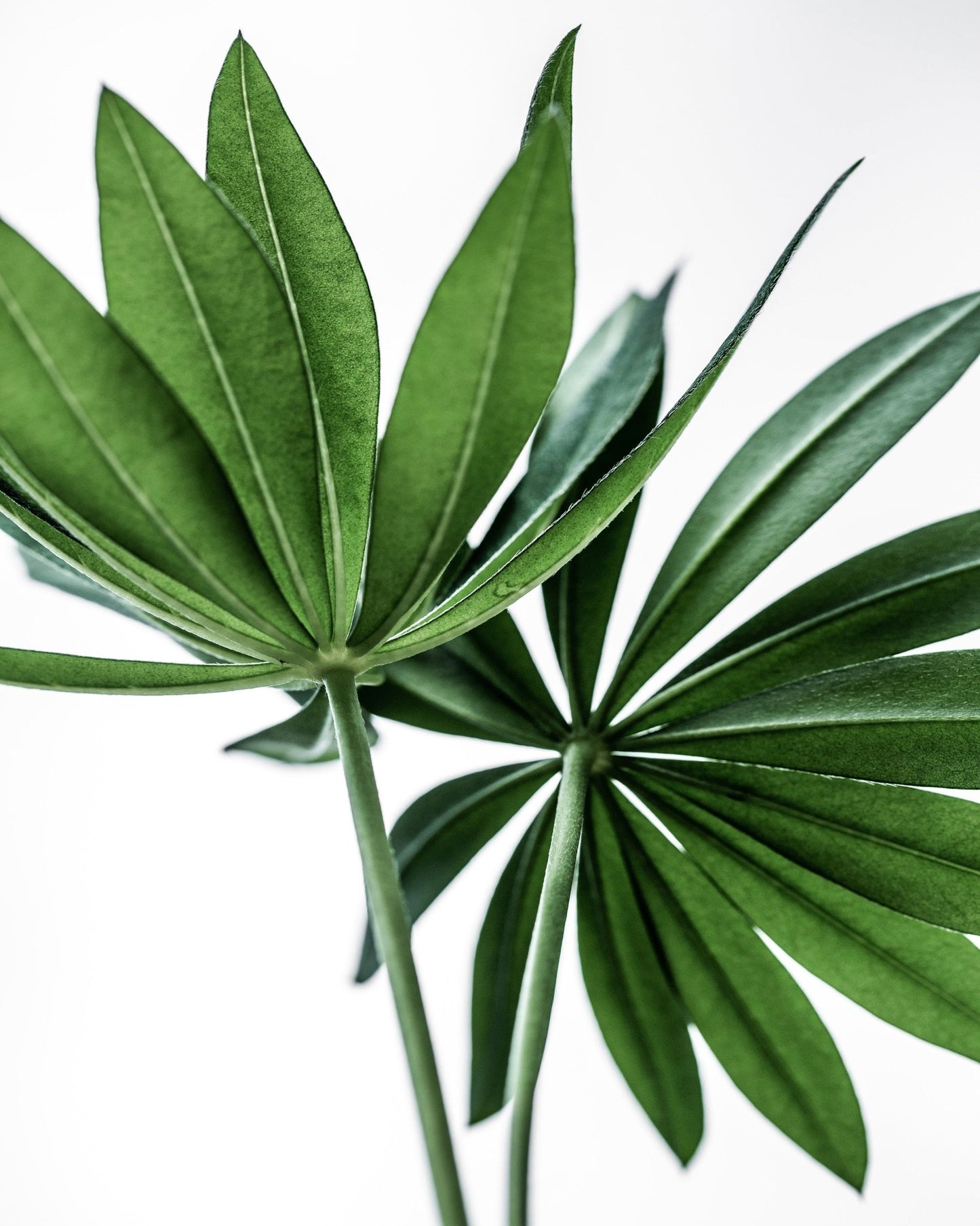 Fresh Green Leaves