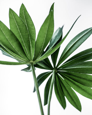 Fresh Green Leaves