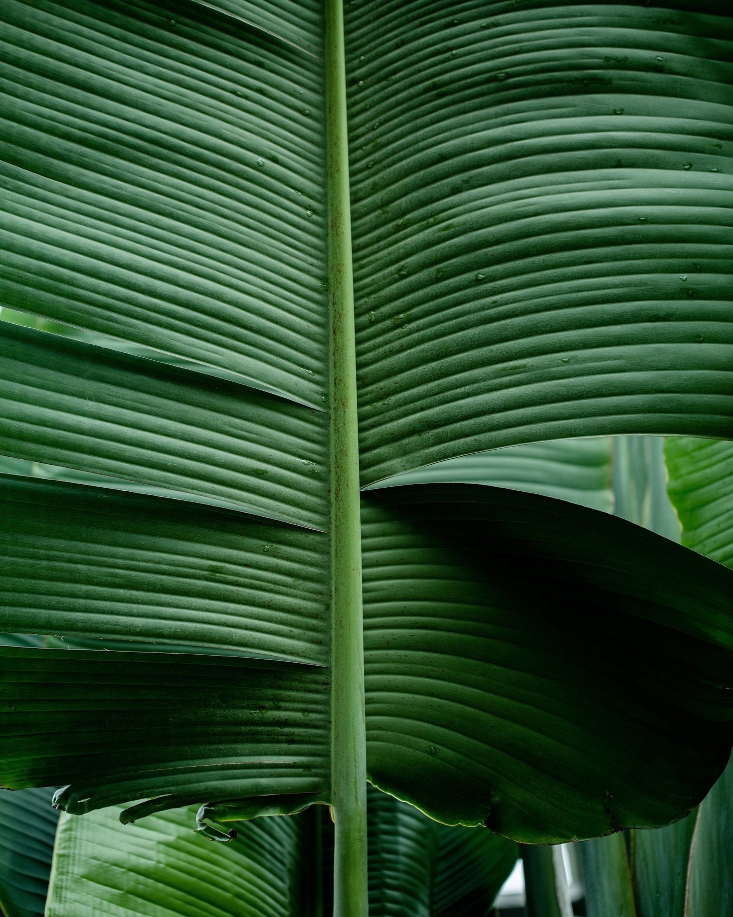 Tropical Leaf Detail