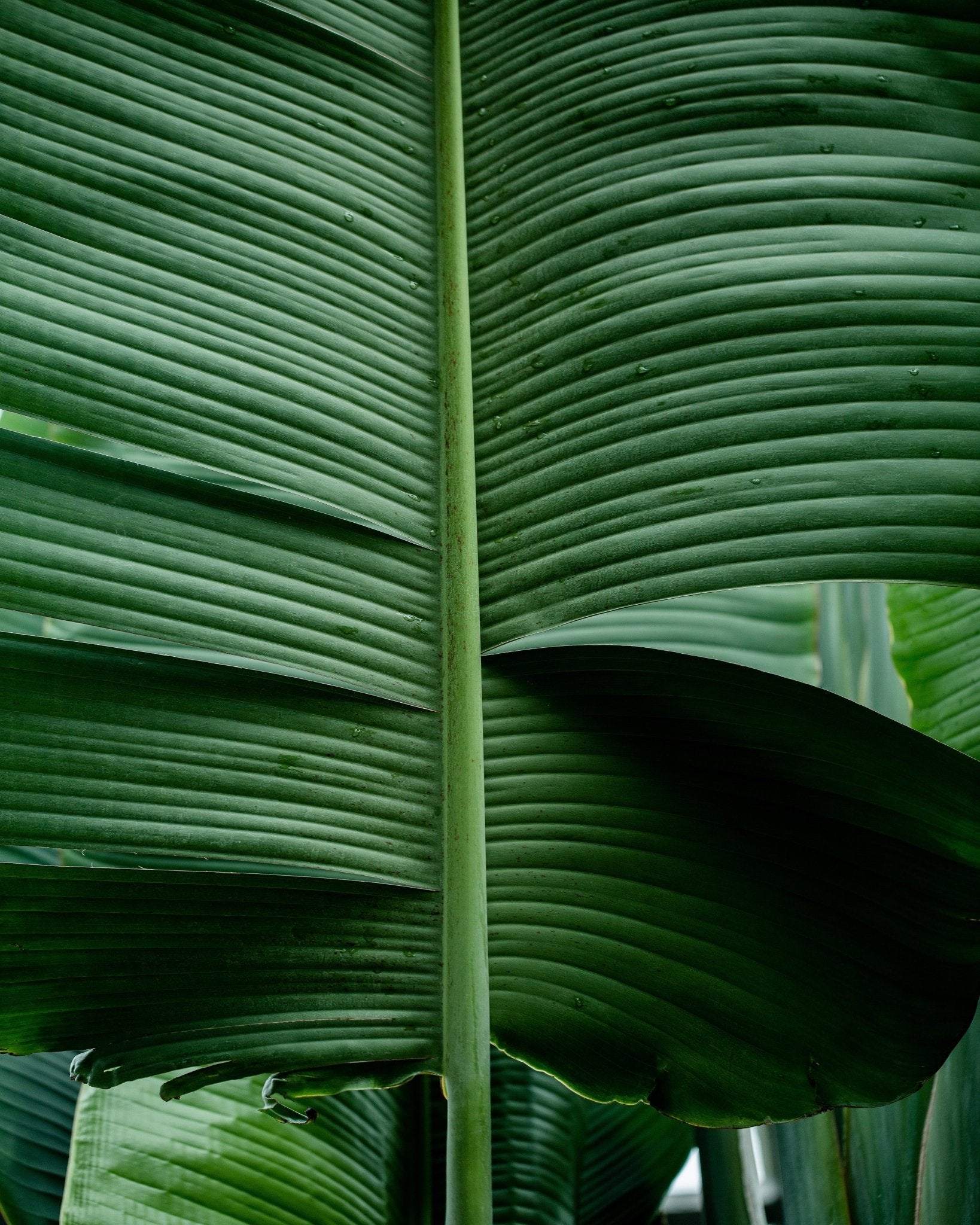 Tropical Leaf Detail