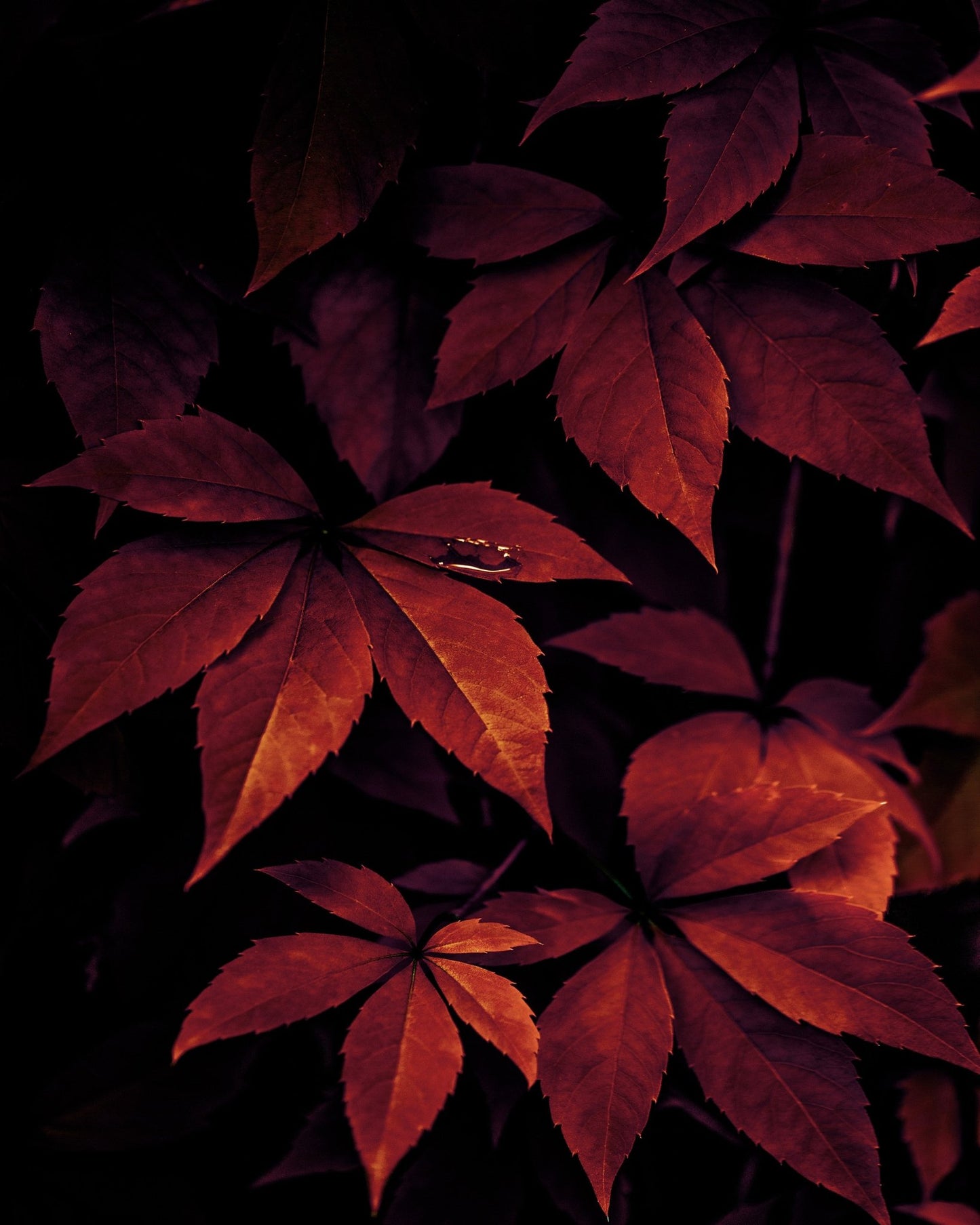 Crimson Leaf Texture