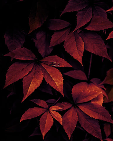 Crimson Leaf Texture