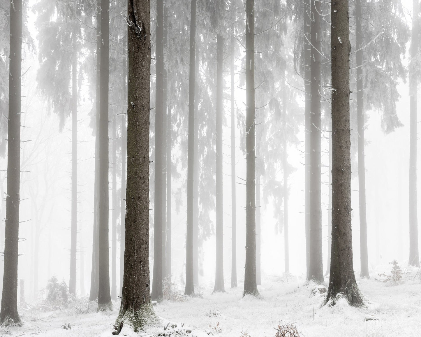 Misty Winter Forest