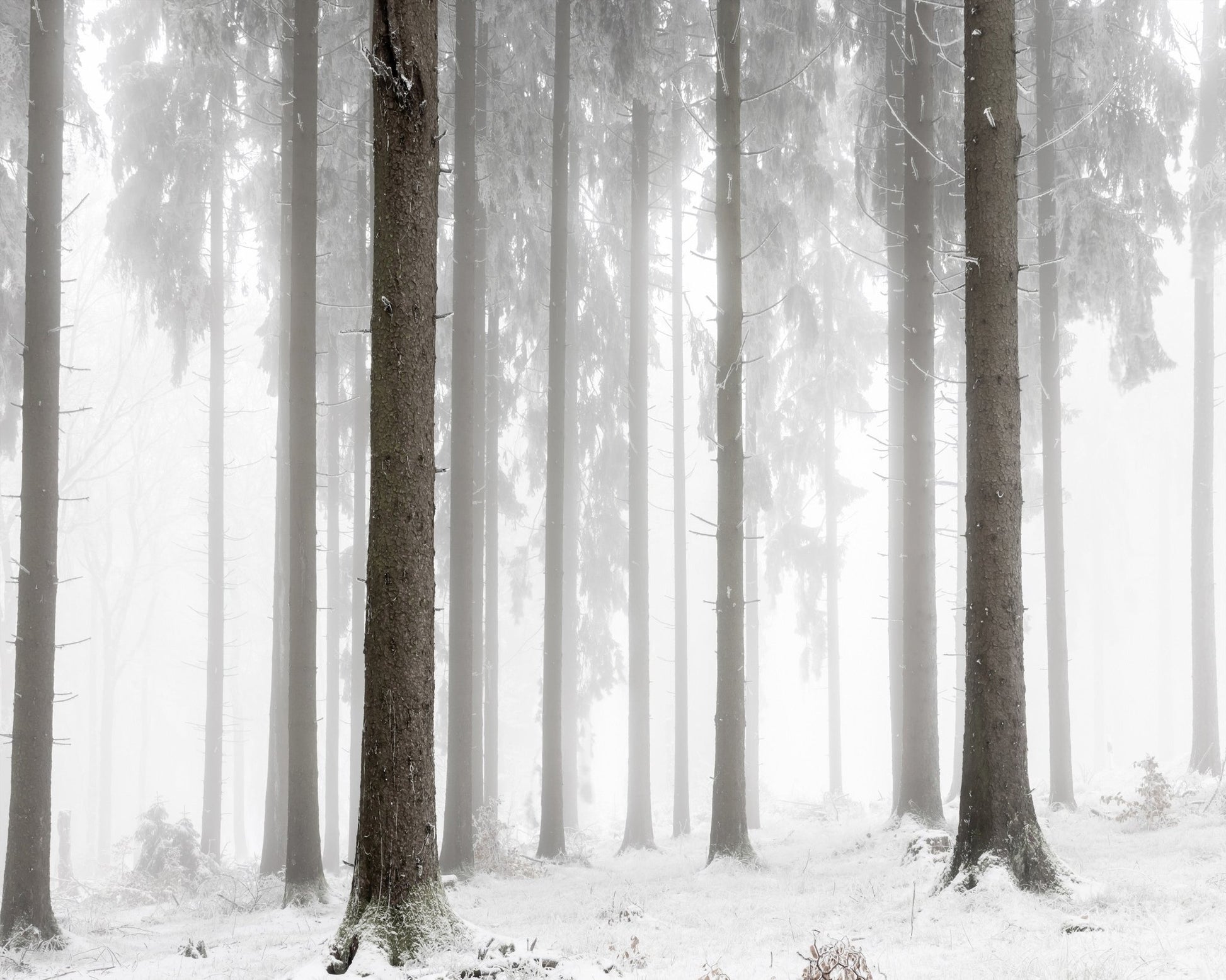 Misty Winter Forest