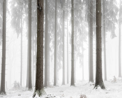 Misty Winter Forest