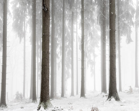 Misty Winter Forest