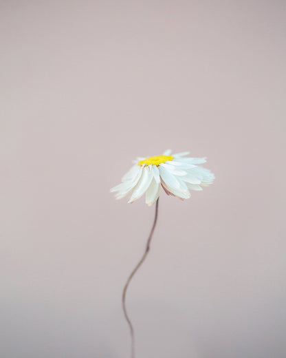 Delicate Daisy