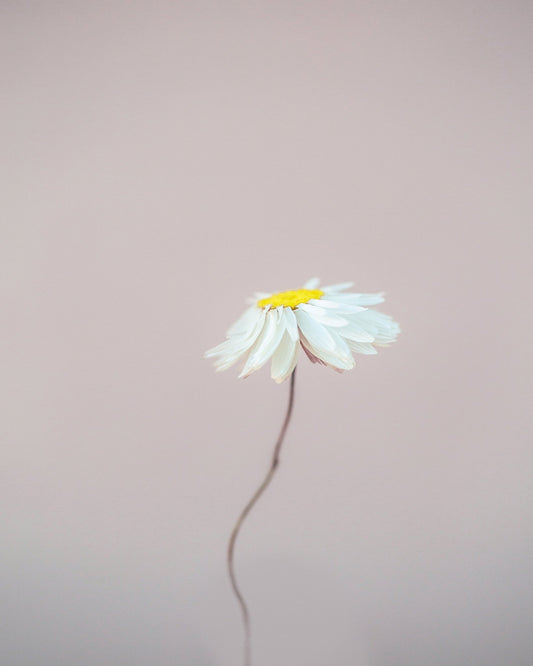 Delicate Daisy