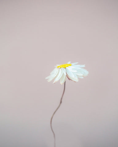 Delicate Daisy