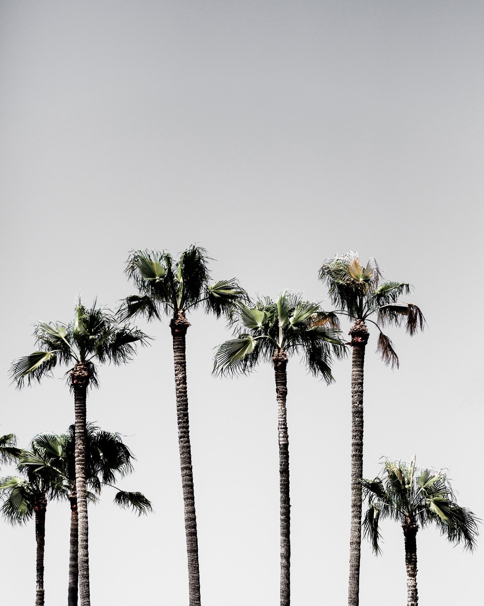 Tall Palms